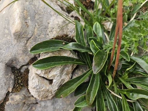 Globularia nudicaulis, photograph 2