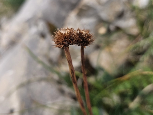 Globularia nudicaulis, photograph 3