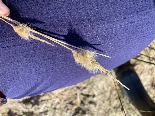 rabbitfoot grass