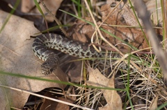 Coluber constrictor foxii