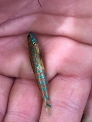 Etheostoma stigmaeum
