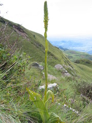 Satyrium sphaeranthum