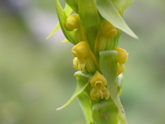 Satyrium sphaeranthum
