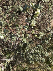 Elaeagnaceae