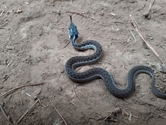 Thamnophis fulvus