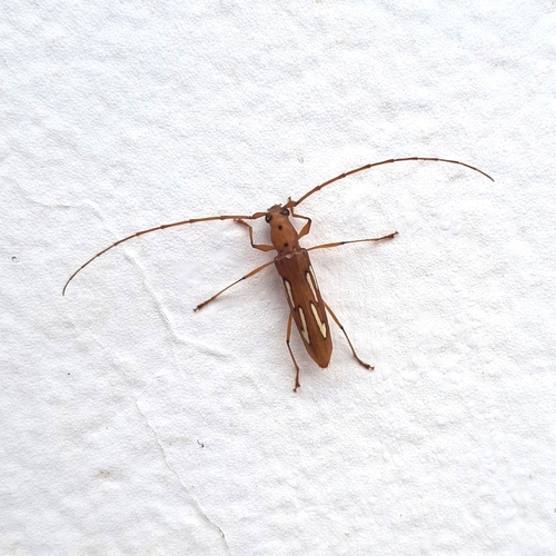 Eurymerus eburioides