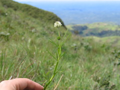 Trifolium simense