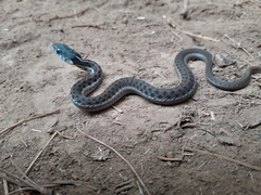 Thamnophis fulvus