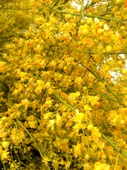 Parkinsonia microphylla