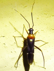 Pseudoxenetus regalis