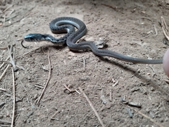 Thamnophis fulvus