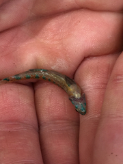 Etheostoma stigmaeum