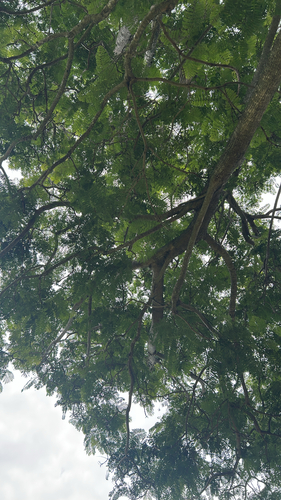 Jacaranda mimosifolia observed 2026-05-29