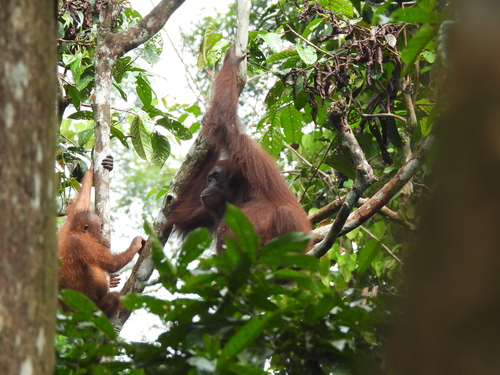 Bornean orangutan