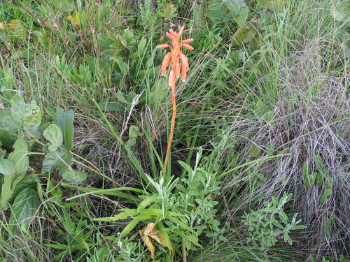 Aloe nuttii