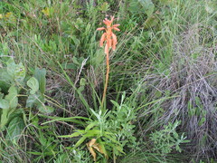 Aloe nuttii