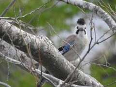 Garrulus glandarius atricapillus