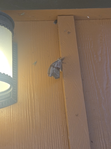 Polyphemus Moth