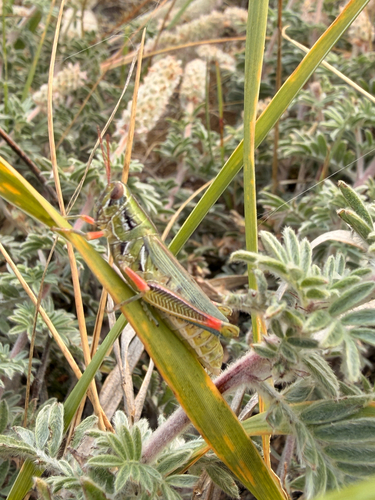 Snakeweed Grasshopper