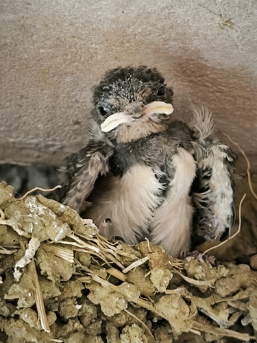 Barn Swallow