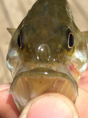 Micropterus henshalli
