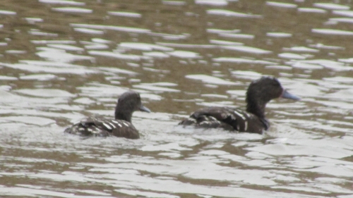 iNaturalist image