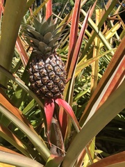 Ananas comosus comosus