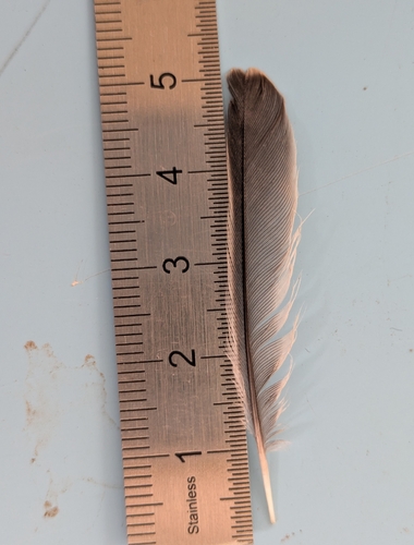Plume de Linotte mélodieuse