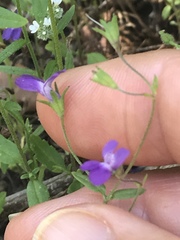Collinsia parryi
