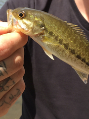 Micropterus henshalli