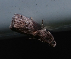 Acrobasis caryae