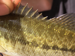 Micropterus henshalli