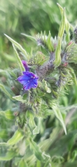 Echium vulgare