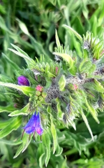 Echium vulgare