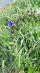 Echium vulgare
