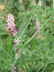 Fumaria agraria, photograph (c) zebedeugalinha, some rights reserved (CC BY)
