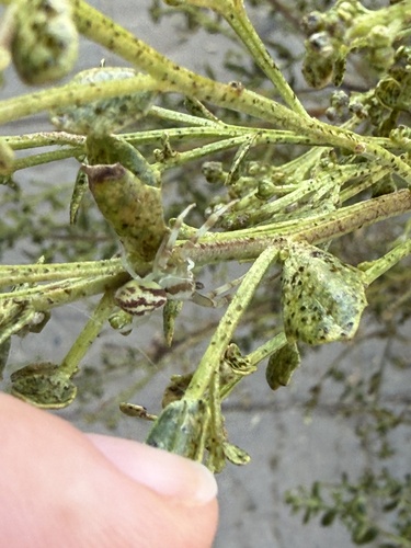 iNaturalist observation photo of Thomisinae