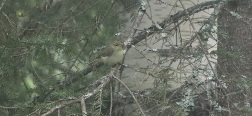 Willow Warbler