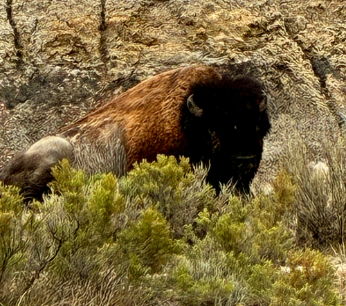 American Bison