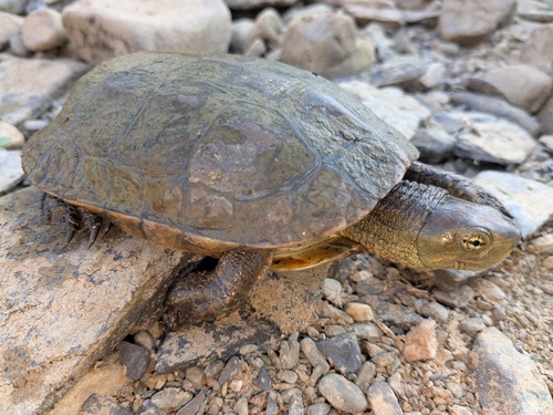 Mediterranean Turtle