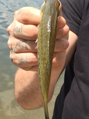 Micropterus henshalli