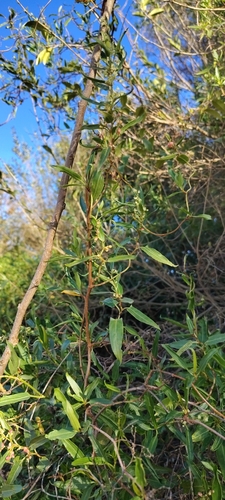 Muehlenbeckia sagittifolia, photograph 5