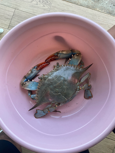 Atlantic Blue Crab