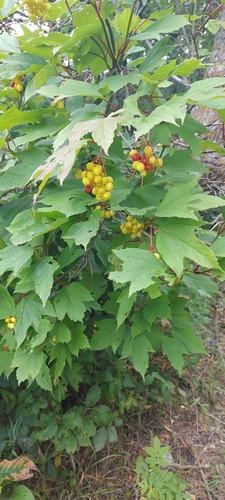 guelder-rose