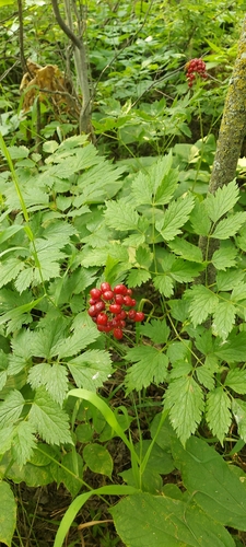 red baneberry