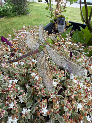 Common Green Darner