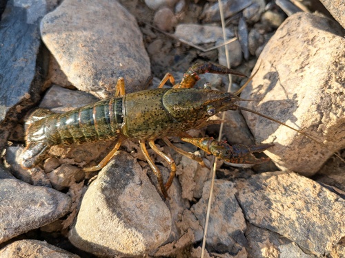 Red Swamp Crayfish