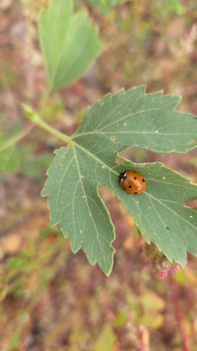Seven-spotted Lady Beetle