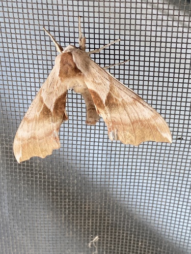 iNaturalist observation photo of Western Eyed Sphinx