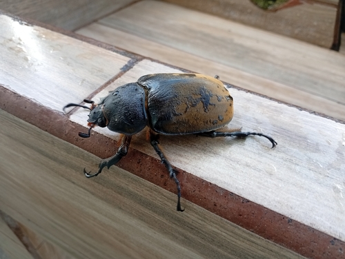 Elephant Beetle